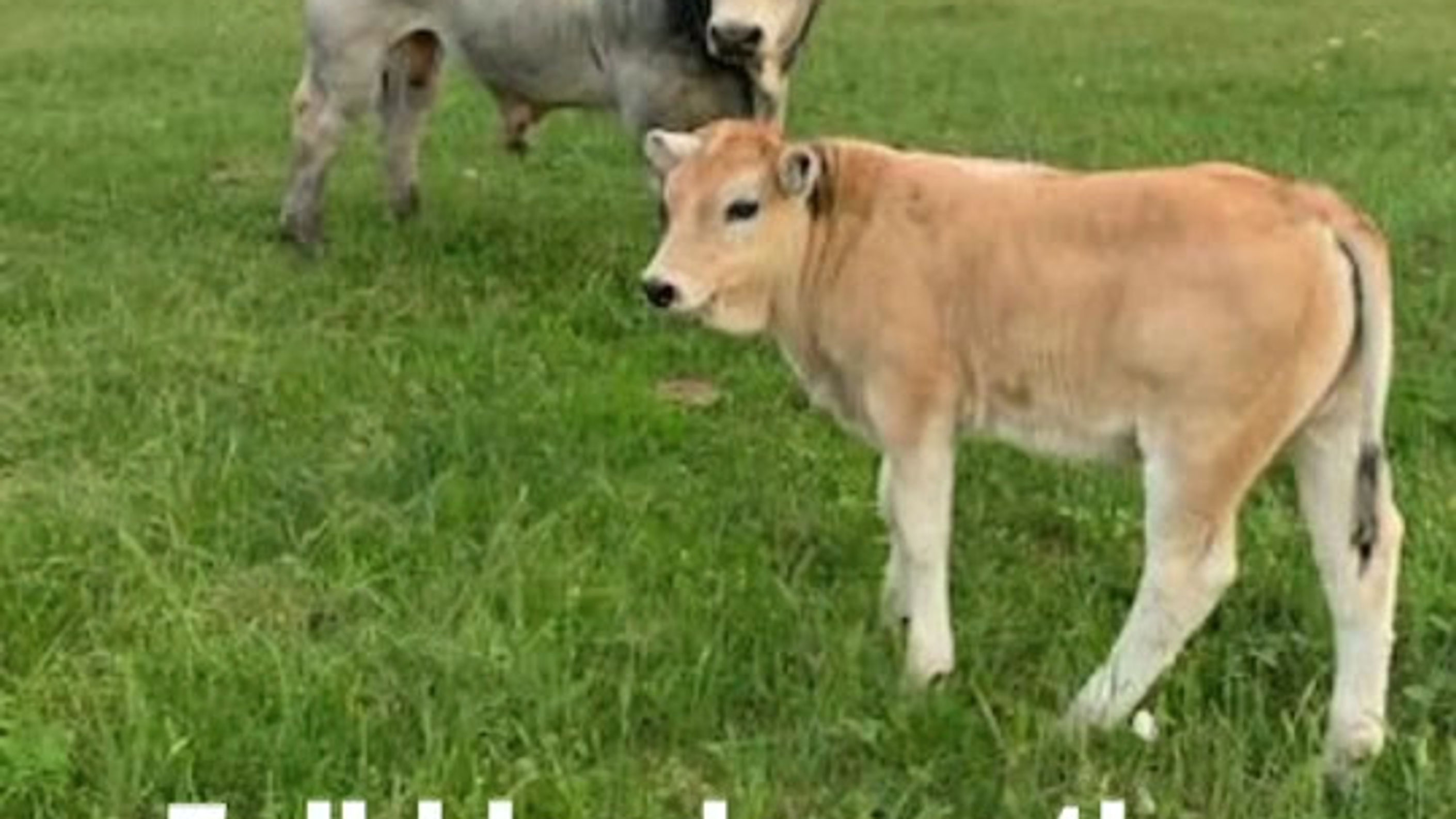 Romagnola Cattle Videos ©RRCA